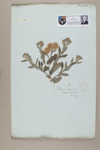 NHM_HH_29.8-2010 image NHM_HH_29.8-2010