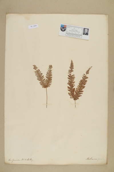 NHM_HH_42.141-2010 image NHM_HH_42.141-2010