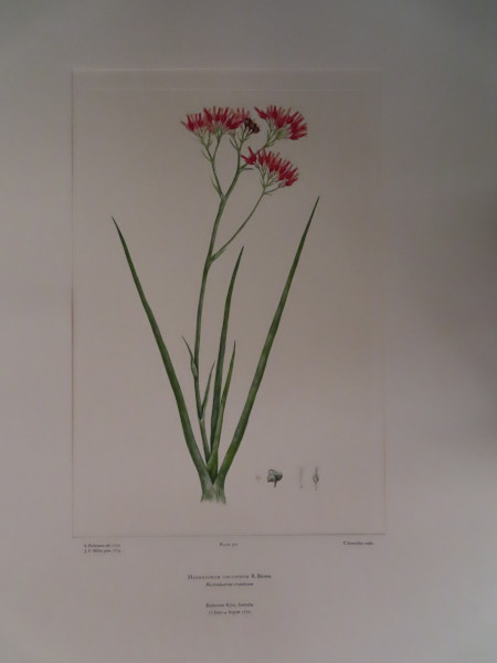 image FDA-E.2916_15_9-2016