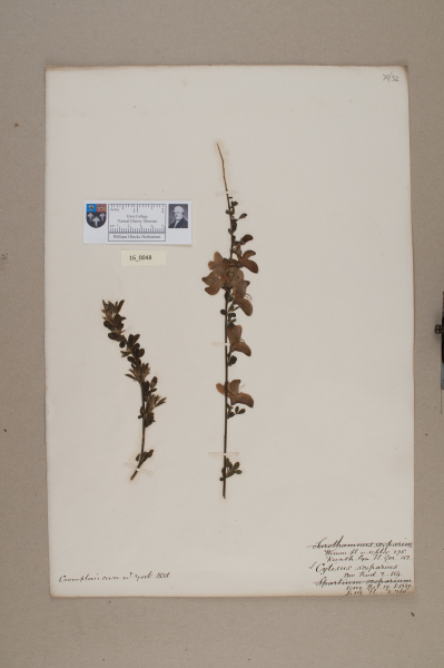 NHM_HH_16.48-2010 image NHM_HH_16.48-2010