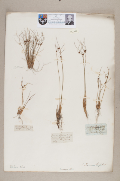 NHM_HH_31.25-2010 image NHM_HH_31.25-2010