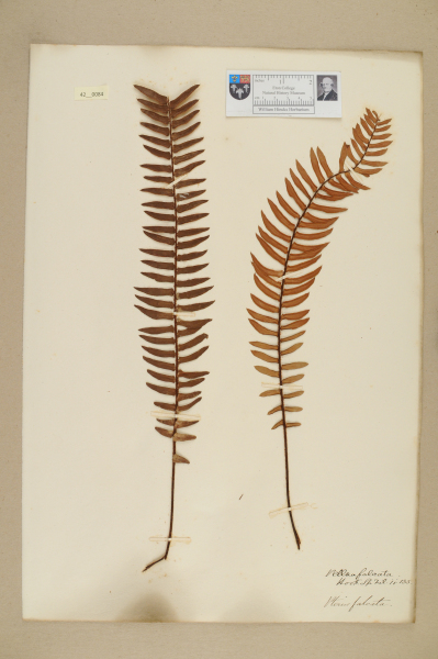 NHM_HH_42.84-2010 image NHM_HH_42.84-2010