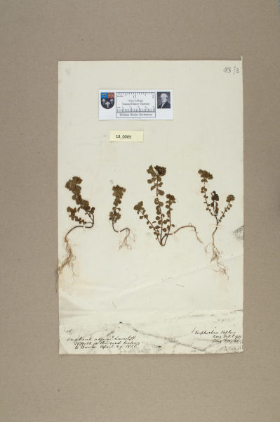 NHM_HH_18.9-2010 image NHM_HH_18.9-2010