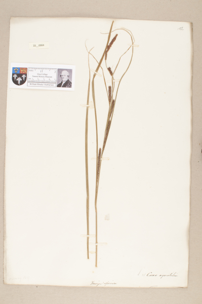 NHM_HH_33.4-2010 image NHM_HH_33.4-2010