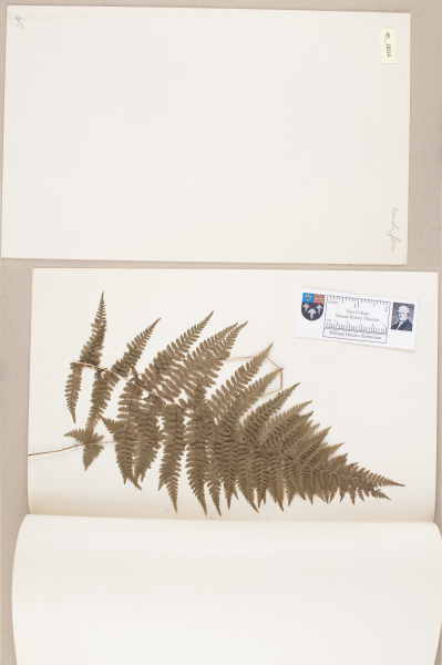 NHM_HH_45.14-2010 image NHM_HH_45.14-2010