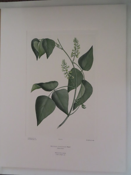 image FDA-E.2916_4_19-2016