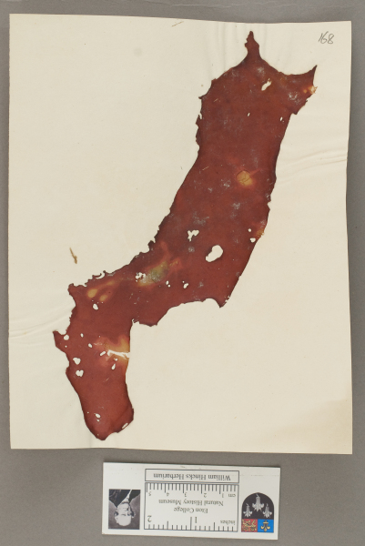 NHM_HH_1.168-2010 image NHM_HH_1.168-2010