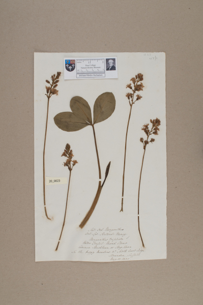 NHM_HH_20.23-2010 image NHM_HH_20.23-2010