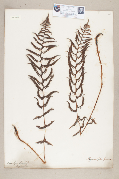 NHM_HH_5.8-2010 image NHM_HH_5.8-2010