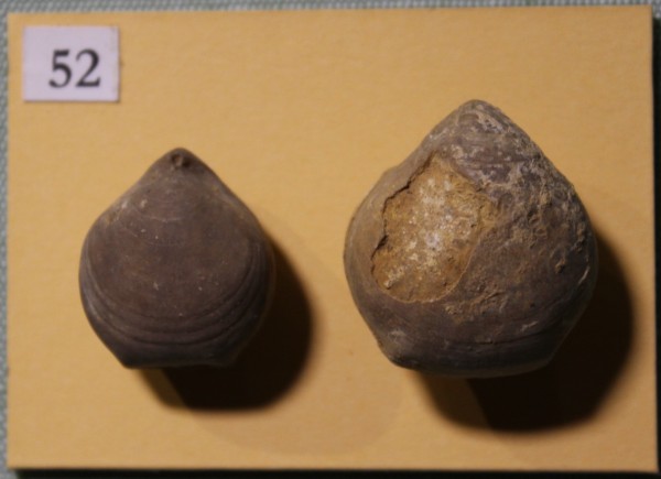 NHM.513-2017 image NHM.513-2017