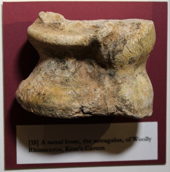 NHM.186-2016 image NHM.186-2016