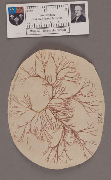 NHM_HH_1.262-2010 image NHM_HH_1.262-2010