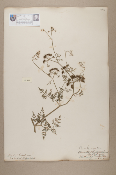 NHM_HH_21.55-2010 image NHM_HH_21.55-2010