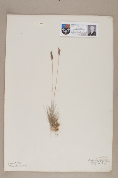 NHM_HH_35.50-2010 image NHM_HH_35.50-2010