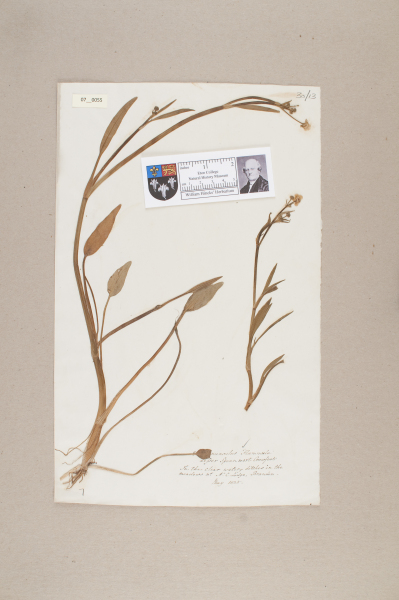 NHM_HH_7.55-2010 image NHM_HH_7.55-2010